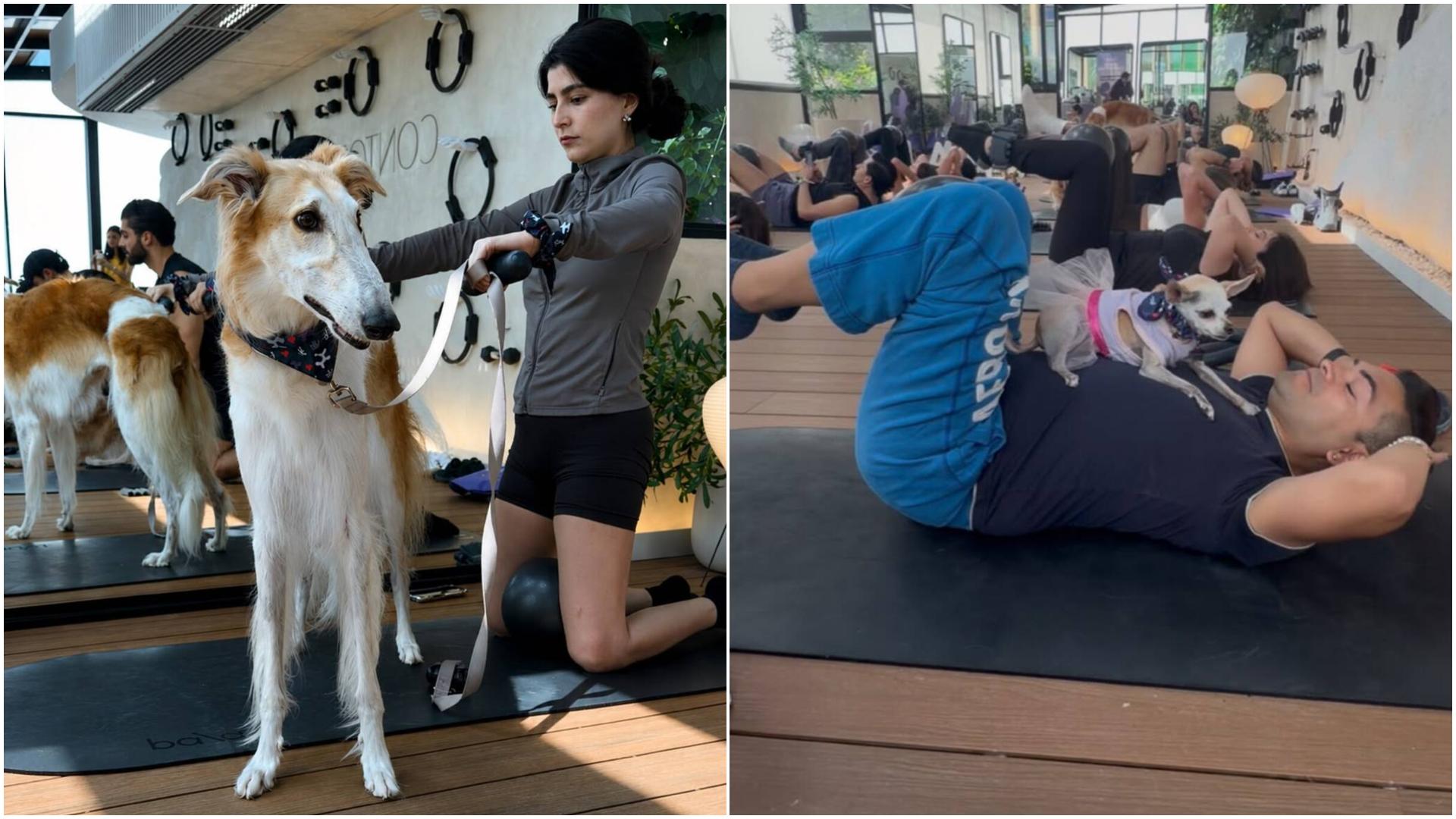 dog pilates
