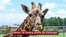 ¡Bienvenido, Cosmo! Una nueva jirafa llega al parque de Zacango por programa de reproducción