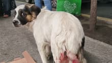 ¿Qué pasó en Villa Coapa? Vecinos acusan a policía de patear a perrita; SSC desmiente versión