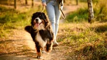 ¡Ve con Firulais! Bosque de Aragón tendrá un festival por el Día del Perro: cuándo y qué habrá