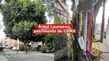 Laureano ya es patrimonio natural: historia de un árbol salvado de CDMX por vecinos