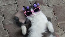 Tomorrow Cat 2025: el plan purrfecto para los amantes de los michis en CDMX