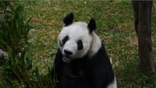 ¿Compañía para Xin Xin? Buscan traer otra osa panda a CDMX