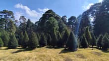 ¿Dónde comprar árboles de Navidad naturales? Inicia en CDMX venta de pinos de suelo de conservación