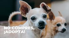Un hogar para los perritos peregrinos: llega el Adoptatón a CDMX; así puedes adoptar