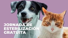 Habrá jornada de esterilización gratis para perros y gatos en CDMX: conoce los requisitos 