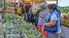 ¿Eres fan de los cactus y las suculentas? Lánzate al Festival de las Cactáceas en Xochimilco