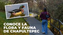 Conoce los animales y plantas que viven en Chapultepec: ¡únete a este recorrido!