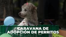 Adopta, no compres: Ve a la Segunda Caravana de Adopción de perritos en Reforma