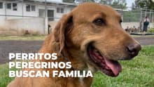 Adoptatón en CDMX cambia de fecha: checa cuándo y dónde adoptar a un perrito peregrino