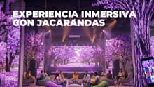 Blooming: La temporada de jacarandas ahora es una experiencia inmersiva en CDMX