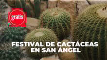 Festival de las Cactáceas GRATIS en San Ángel: plantas, talleres y más 🌵
