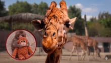Como Punch, esta jirafa fue rechazada al nacer en CDMX; hoy busca nombre y tú puedes elegirlo