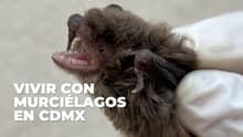 Guardianes Alados: la iniciativa que protege murciélagos en CDMX