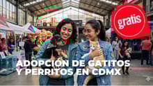 ¿Buscas un gatito? El Michykon Festival tendrá adopciones, karaoke y actividades GRATIS en CDMX