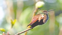 Los colibríes resisten entre smog, asfalto y depredadores