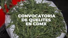 Abren convocatoria en CDMX para compartir recetas con huauzontle, romeritos y verdolagas