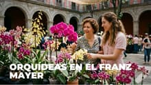 ¿Sin regalo para mamá? Lánzate por orquídeas al Museo Franz Mayer, CDMX