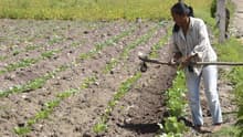 Mujeres productoras podrán liberarse de deudas impagables: así funciona el programa “Volver a Crecer”
