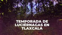 Lo que debes saber de la temporada 2026 de luciérnagas en Tlaxcala