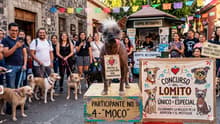 ¿Tu perro parece gremlin? ¡Llévalo al concurso del perrito más feo!