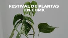 ¿Fan de las plantas? Regresa a CDMX el Plant Fest con variedad de ejemplares; es GRATIS