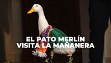 Pato Merlín causa sensación en ‘la mañanera’: así cuidan a la mascota no oficial del Mundial
