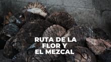 Así es la Ruta de la Flor y el Mezcal en Edomex: un viaje entre rosas, agaves y tradición