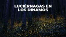 Avistamiento de luciérnagas en Los Dinamos 2026: fechas y costos