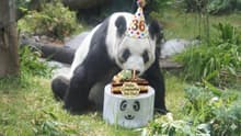 Xin Xin cumple 36 años y todos estamos invitados a su fiesta en Chapultepec