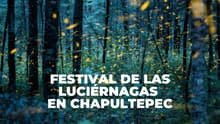 Habrá Festival de las Luciérnagas en CDMX con talleres, exposición y más; cuándo y dónde será