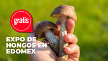 Habrá exposición gratuita de hongos silvestres en Edomex: ¿cuándo es y qué habrá?