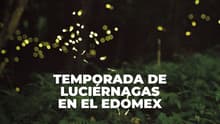 ¿Dónde ver luciérnagas cerca de CDMX? Estos son los mejores destinos del Edomex