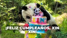 CDMX de fiesta: Xin Xin cumple 36 años y chilangos arman pachanga en Chapultepec