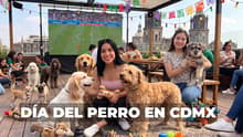 Final del Mundial, lomitos y comida: Así podrás celebrar el Día del Perro 2026 en CDMX
