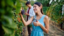 Temporada de vendimias en Querétaro, donde el vino y la fiesta se unen
