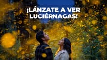 Festival de las Luciérnagas 2026 en Edomex: cuándo, dónde y qué habrá