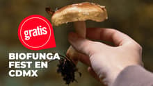 Habrá festival de hongos en CDMX: ¿cuándo y dónde será Biofunga Fest 2026?
