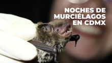 Campamento y recorridos: así serán las Noches de Murciélagos en agosto 2026