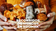 Caminatas por el bosque para recolectar hongos silvestres: checa estos recorridos en Edomex
