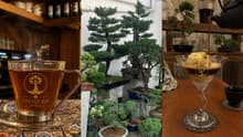 Bonsáis, café y matcha: Conoce el lugar más zen de San Ángel, CDMX