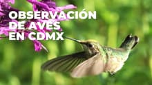 ¡Ponte los binoculares! Habrá observación de aves en CDMX; fecha y horario del recorrido