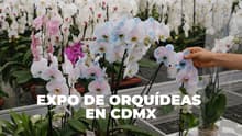 Talleres, joyería, venta y más: habrá un expo de orquídeas en CDMX; cuándo y dónde