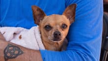 ¡Lleva al Toby! Edomex tendrá mega jornada de esterilización para perros y gatos… GRATIS