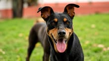 Compra alimento para tu perro y participa por premios de hasta $150,000