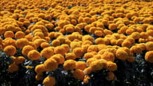 De la chinampa a tu ofrenda: así florecen 10 millones de plantas de cempasúchil en Xochimilco para Día de Muertos
