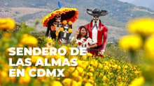 ¡Visita los campos de cempasúchil en CDMX! Habrá recorridos en tractor: fechas y ubicación