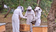 Hospital de Abejas de CDMX: conoce a los rescatistas que salvan colmenas