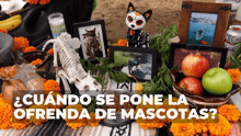 ¿A qué hora llegan las mascotas a la ofrenda de Día de Muertos? Lo que marca la tradición
