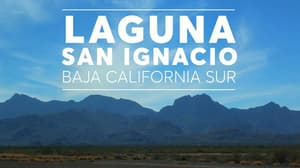 Ballena Gris en Laguna San Ignacio